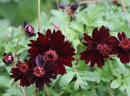 Chocolate-cosmos-2.jpg