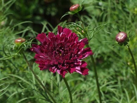 Chocolate-cosmos.jpg