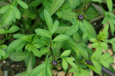 チョコレートコスモス 冬越しの方法は 園芸ナビ 花と野菜の育て方