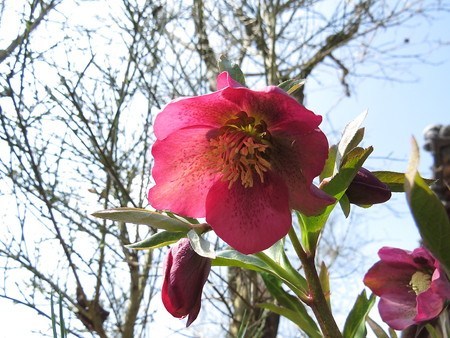 Christmas rose.jpg