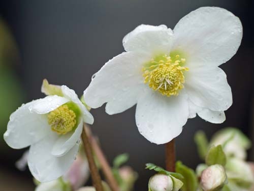 Christmas roseB (9).jpg