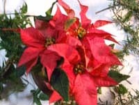 Christmas wreathC.jpg