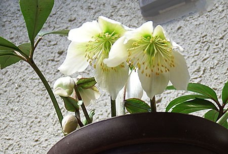 Christmasrose.JPG