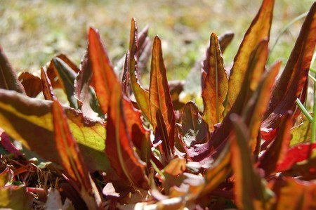 Common Sorrel (1).jpg