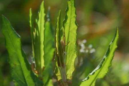 Common Sorrel (2).jpg
