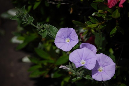 Convolvulus (2).jpg