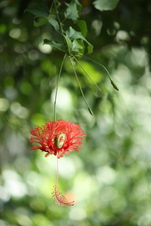 Coral Hibiscus.jpg