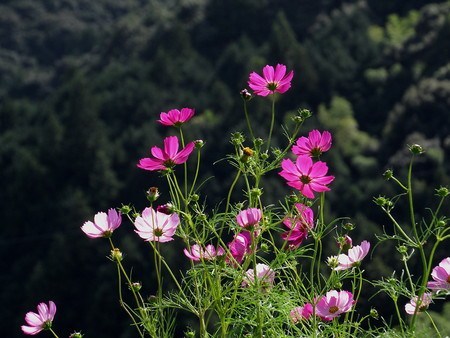 Cosmos.jpg