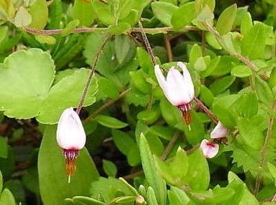 Cranberry2013 (1).jpg