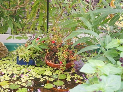 Cranberry2013 (3).jpg