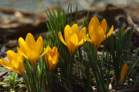 Crocus.jpg