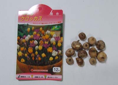 Crocus (14).JPG