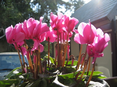 Cyclamen.jpg