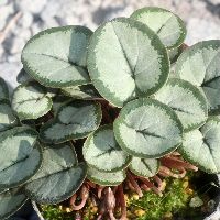 Cyclamen.jpg