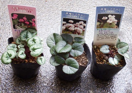 Cyclamen-coum1111.jpg