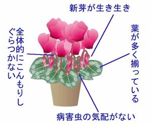 Cyclamen.jpg