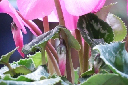 Cyclamen001.JPG