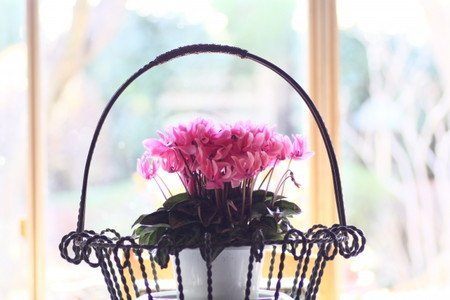 Cyclamen2016031.jpg