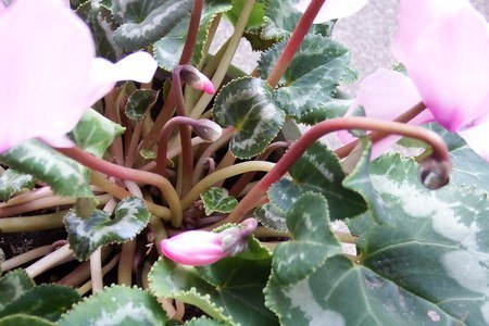 Cyclamen (1).jpg