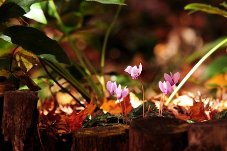 Cyclamen (2).jpg