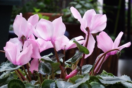 Cyclamen (2).jpg