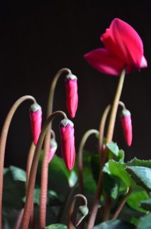 Cyclamen (2).jpg