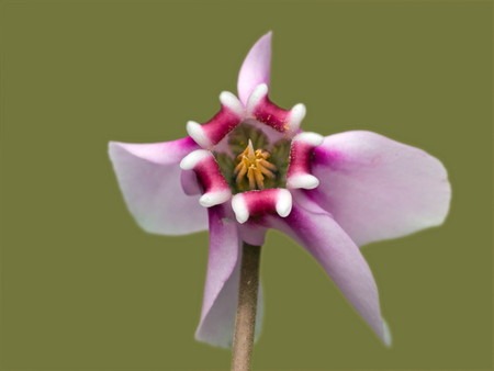 Cyclamen (3).jpg