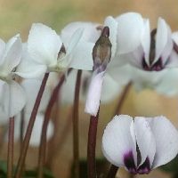 Cyclamen (6).jpg