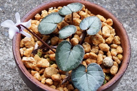 Cyclamen coum000.jpg
