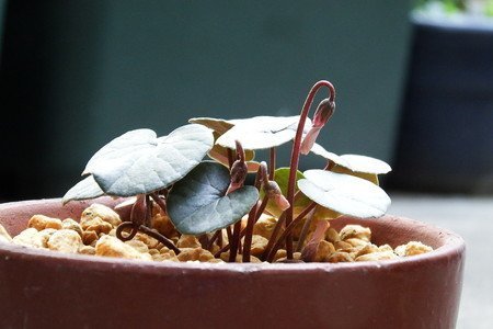 Cyclamen coum001.jpg
