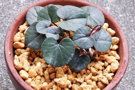 Cyclamen coum002.jpg