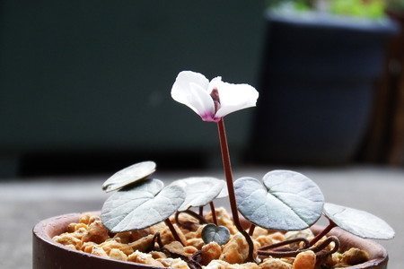 Cyclamen coum004.jpg