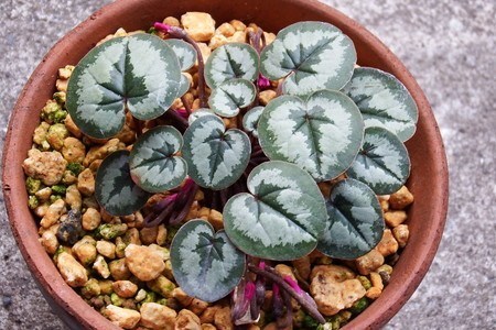 Cyclamen coum005.jpg