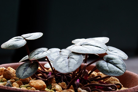 Cyclamen coum3.jpg