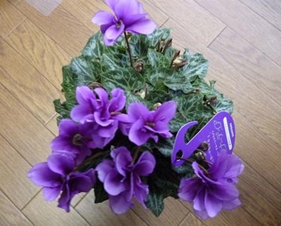 Cyclamen new (4).jpg