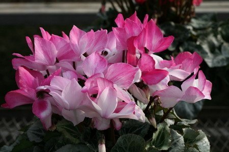 Cyclamen2.jpg