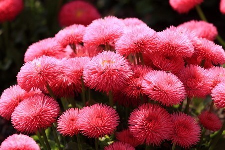 Daisy縲。ellis perennis.jpg