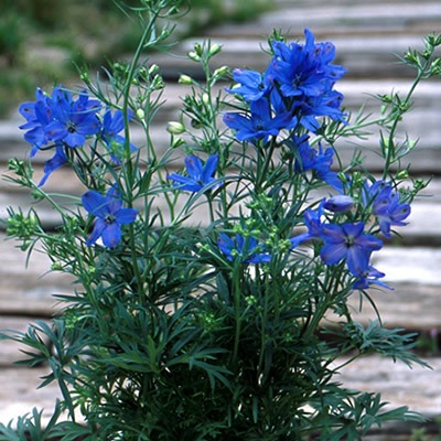 Delphinium.jpg