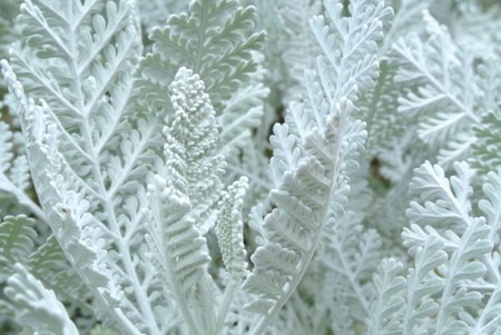 Dusty miller.jpg