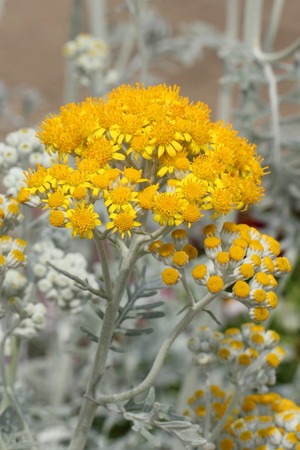 Dusty miller (1).jpg