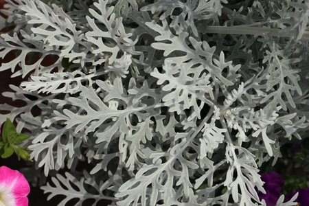 Dusty miller (2).jpg