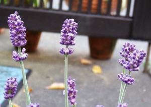 English lavender (2).JPG