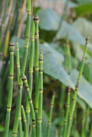 Equisetum hyemale.jpg