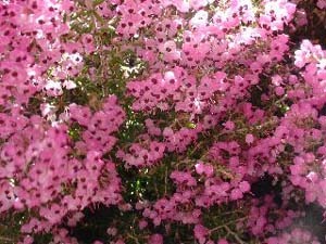 Erica canaliculata.jpg