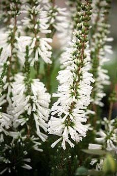 Erica colorans.jpg