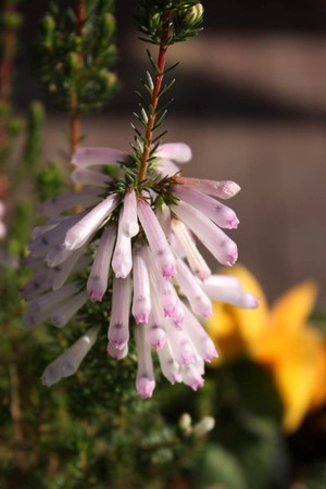 Erica colorans .jpg