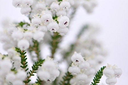 Erica formosa .jpg