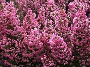 Erica melanthera.jpg
