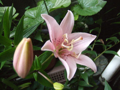 Erodei Lilium maculatum.JPG