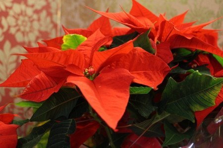 Euphorbia pulcherrima.jpg